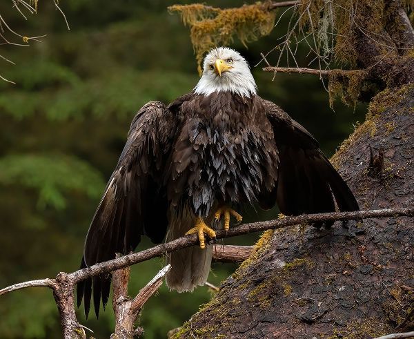 Sederquist, Betty 아티스트의 Usa-Alaska A bald eagle at Anan Creek tries to dry its wings during a rainstorm작품입니다.